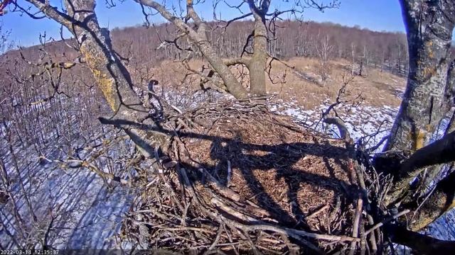 Eagles fight for the nest смотреть онлайн
