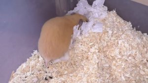 Мое УТРО с ПИТОМЦАМИ / морские свинки, хомяки / Алиса Изи Петс / Alisa Easy Pets