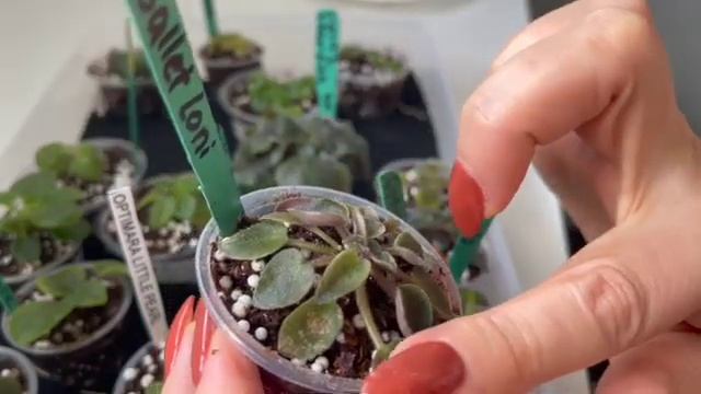 Осмотр и пересадка деток// Observations and repotting of violet's babies and suckers. смотреть онлайн