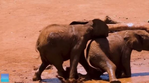 Quiet Classroom Music For Children - Baby Animals - Relaxing music for elementary classroom