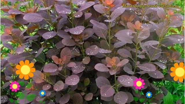 Скумпия кожевенная Роял Перпл. Краткий обзор, описание характеристик cotinus coggygria Royal Purple смотреть онлайн