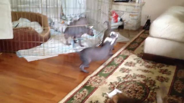 Малышня совсем... Чуть больше месяца