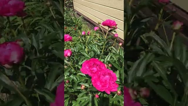 Обзор сада Розы Пионы цветение июнь 2021 смотреть онлайн
