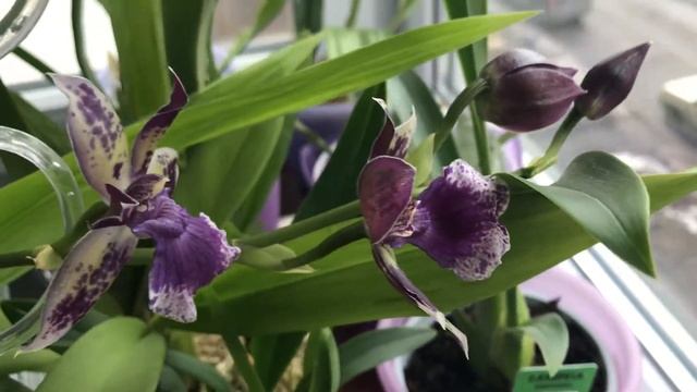 Орхидея - Фиолетовый зигопеталум 18.02.2018 смотреть онлайн