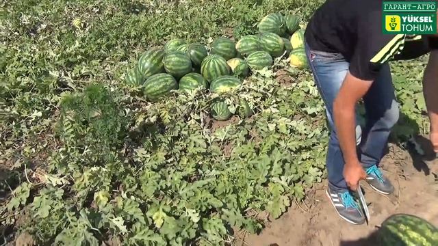 Эмир F1 - Ранний арбуз. 62 т/га БЕЗ ОРОШЕНИЯ смотреть онлайн