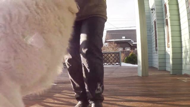 Маремма. Дрессировка на положительном подкреплении. смотреть онлайн