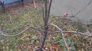 Обрезка яблони с тройным стволом. Правила выбора побегов при обрезке.