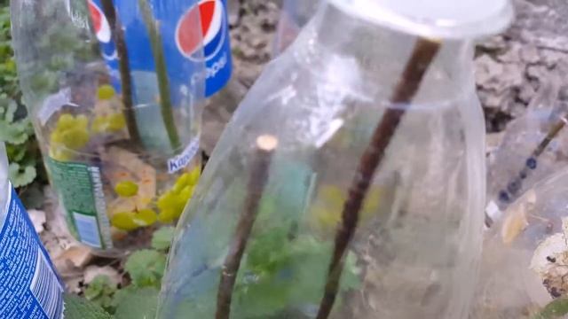 DIY.Как вырастить розу из букета в домашних условиях. смотреть онлайн