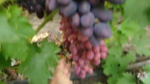 Виноград Эмир. Урожай и особенности гибридной формы