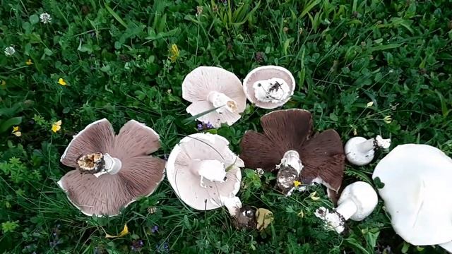 Agaricus arvensis (Шампиньон полевой), July 14, 2021 смотреть онлайн