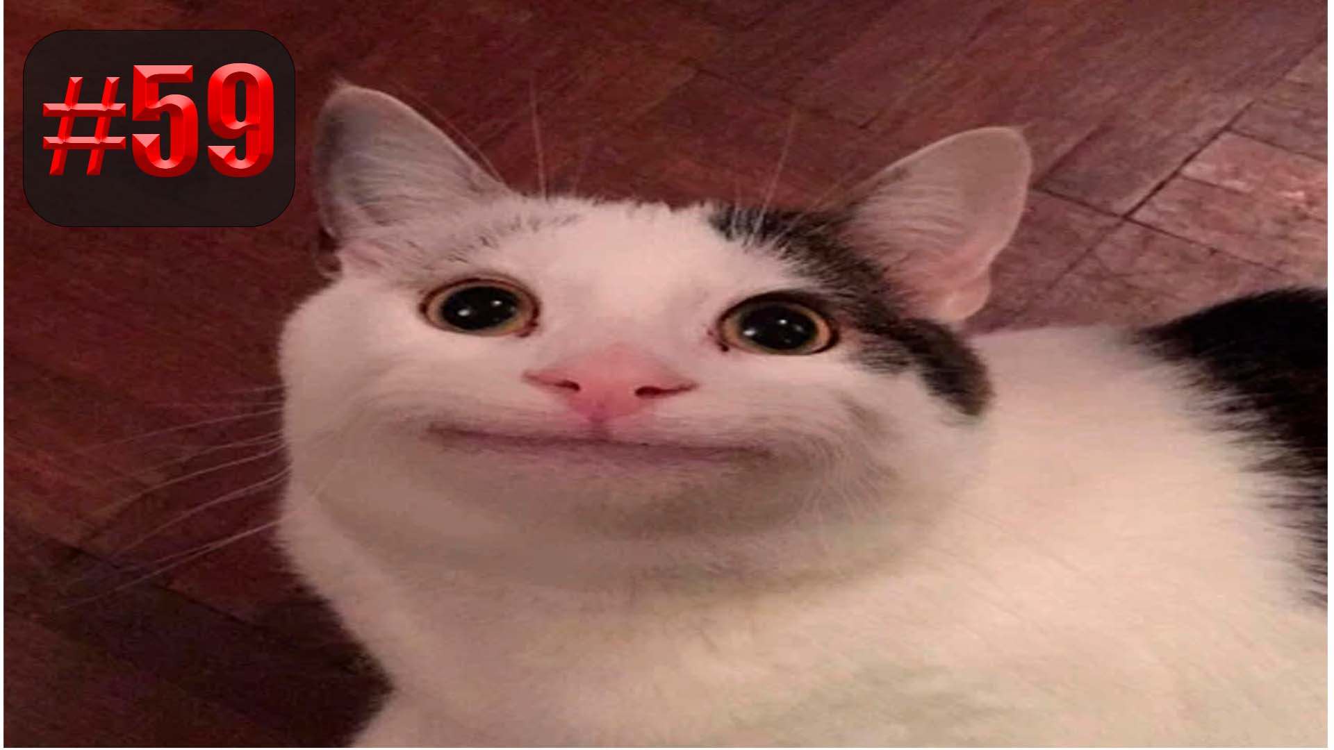 839 секунд Смеха ?? Смешных моментов | Милые котики Приколы с котами ?? Смешные коты #59 смотреть онлайн