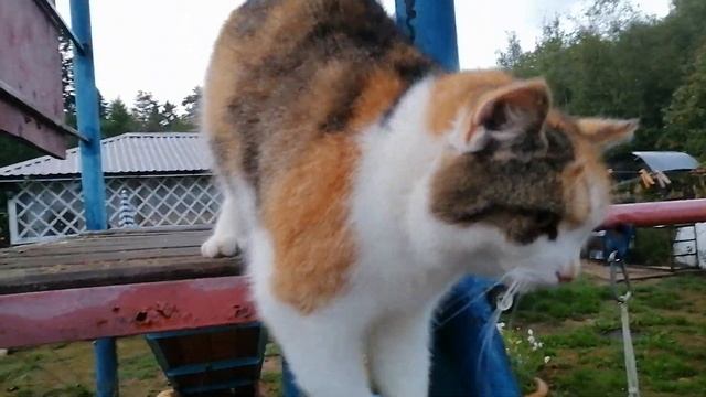 Кошки Лето Дача Кайф смотреть онлайн