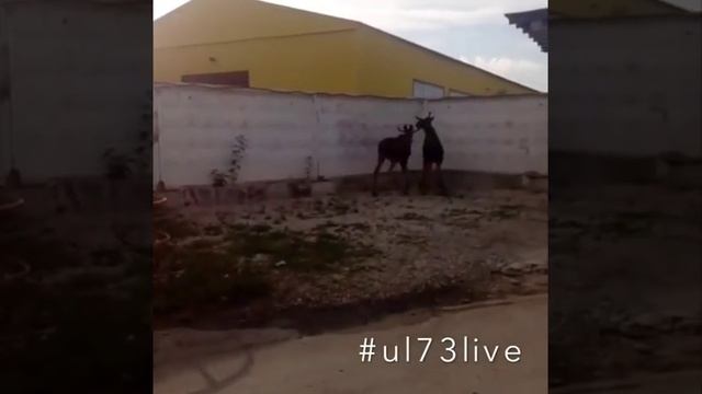Лоси бегают по Ульяновску смотреть онлайн