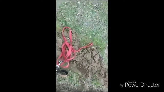 охота на лису в трубах с таксой и ягдтерьером вКрыму. fox and wolf hunting in Crimea, Russia. смотреть онлайн