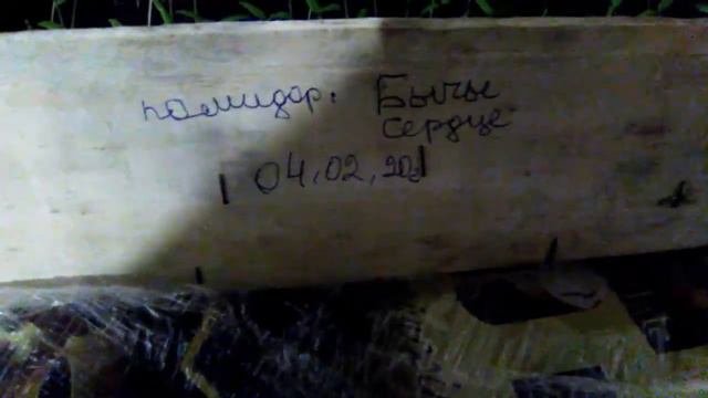 Первая и важная подкормка.Сорт Бычье сердце. смотреть онлайн