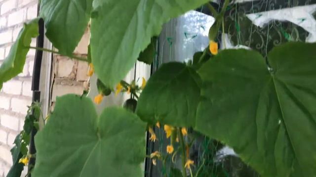 Почему желтеют листья? И опадают завязи огурчиков? смотреть онлайн