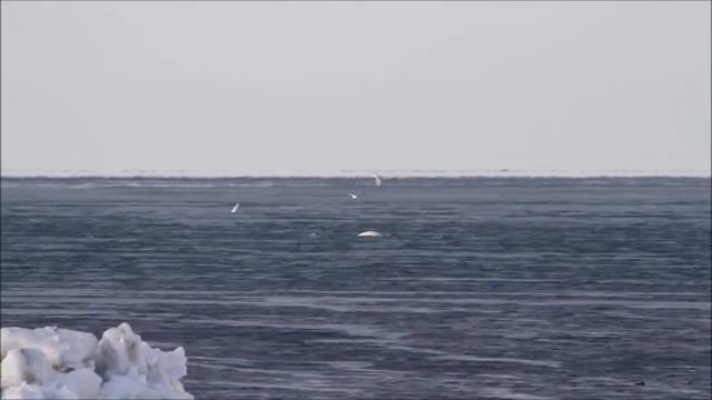 Белухи смотреть онлайн