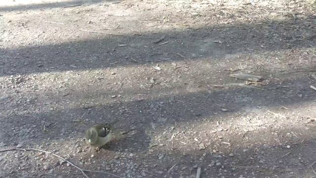 Зяблики - самка на переднем плане,на заднем самец :) смотреть онлайн