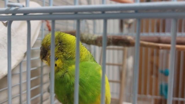 ШОК! Попугая-самочку ударило током!!! Маргоша продолжает развлекаться. смотреть онлайн