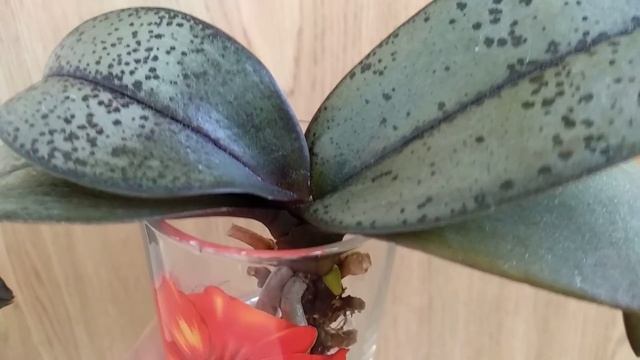 СТАВЬ орхидеи В СТАКАН! корни ВЫТЯНЕТ, листья ПОТЯНЕТ, орхидеи СПАСЕТ❤️! цветонос КЛЮНЕТ? орхидеи! смотреть онлайн