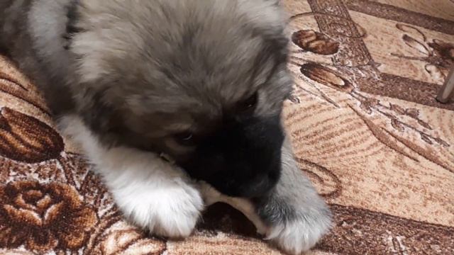 мама купила собаку!!!