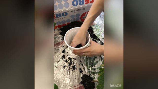 🌸Norrland🌸 зональная пеларгония.Меняю грунт,оставляю в том же кашпо. смотреть онлайн