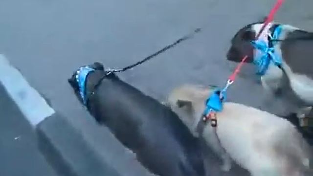 Мини пиги маленькие домашние свинки цена 8(916)702-11-08, Москва смотреть онлайн