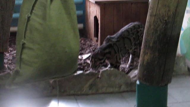 Дымчатый леопард в ожидании подруги 16.12.18 смотреть онлайн