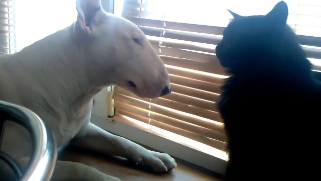 бультерьер и кот смотреть онлайн