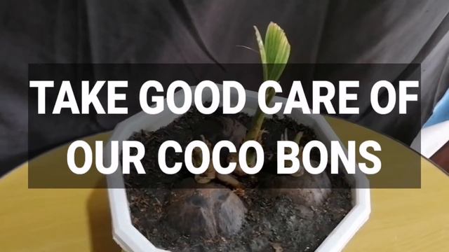 3 IN 1 COCONUT BONSAI PART2 смотреть онлайн