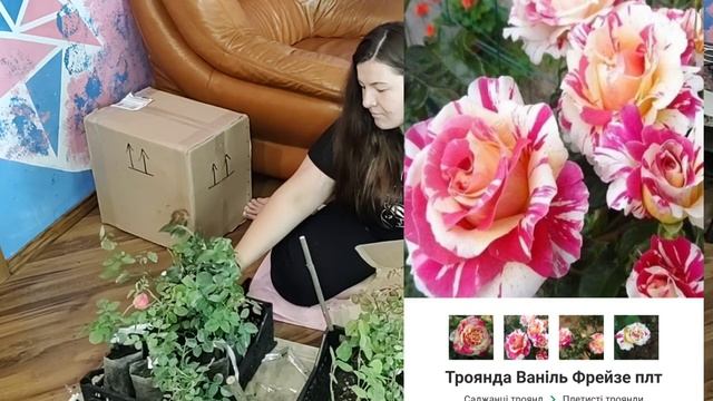 Знову троянди/Троянди від "Тетянин Сад"❤️☺️/Розпаковка з назвами і картинками. смотреть онлайн