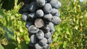 СОРТ ВИНОГРАДА ФУРШЕТНЫЙ - ОПИСАНИЕ - ХАРАКТЕРИСТИКА СОРТА ВИНОГРАДА ФУРШЕТНЫЙ