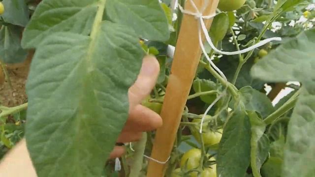 22. На Ямале.Растут томаты на Крайнем Севере (от Капустных гусениц рецепт под видео) 05.08.2018г. смотреть онлайн