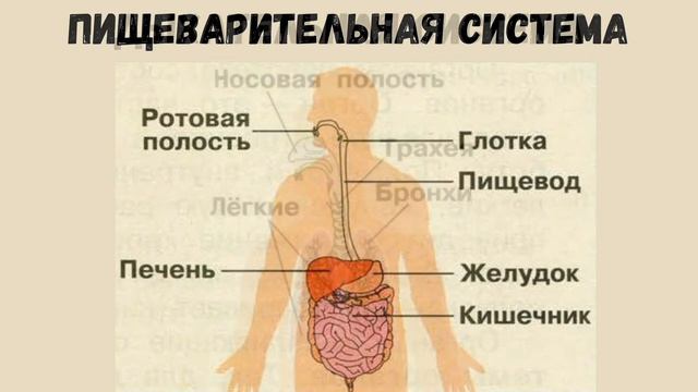 Окружающий мир 3 класс. ТЕМА "СТРОЕНИЕ ТЕЛА ЧЕЛОВЕКА" с.48-51 Перспектива ч.2 смотреть онлайн