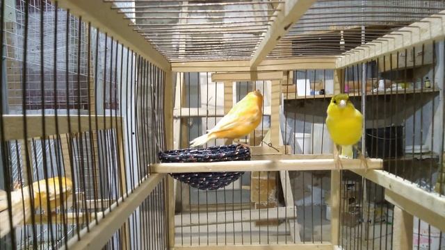 Канарейки,наблюдение.Что происходит при встречи самца и самки смотреть онлайн