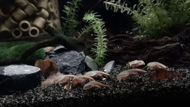 Triops | Triops Granarius Update And Feedingtime!