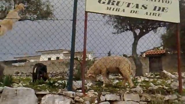 прикол осел на дереве смотреть онлайн