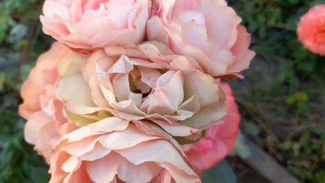 Роза Акрополис (Acropolis) Роза-хамелеон.Первое цветение. Флорибунда.