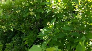 Основные 4 медоноса цветущие в мае.