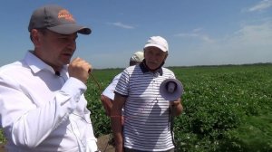 Современные жаростойкие сорта картофеля для южных регионов РФ