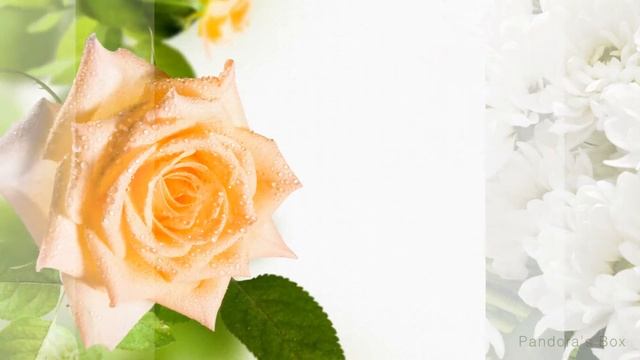 Веерные переходы - 2 | ProShow Producer Transitions