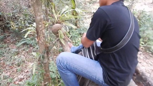 Слон и джунгли (Ко Чанг) 6 / Elephant and jungle, Koh Chang смотреть онлайн