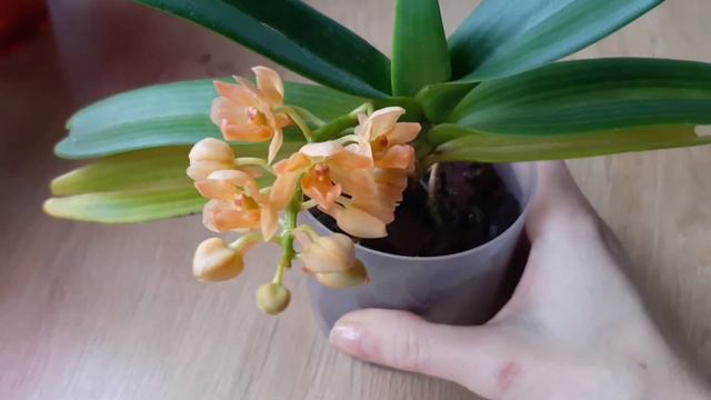 Квітування Rhynchostylis gigantea orange (ринхостиліс гігантеа орандж) смотреть онлайн
