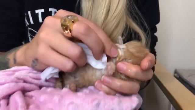 Saving the Tiniest Newborn Kitten смотреть онлайн