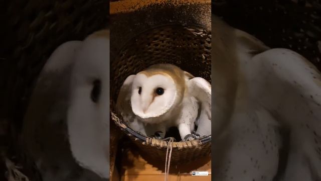 Давно не виделись))) Демон проснулся ))) Сипуха пугает филина ?#owl #сова #демон #филосовия смотреть онлайн