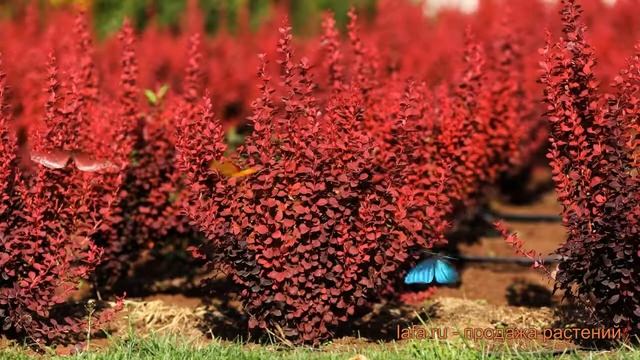 Барбарис тунберга Венис (thunberg's barberry venis) ? обзор: как сажать, саженцы барбариса Венис смотреть онлайн