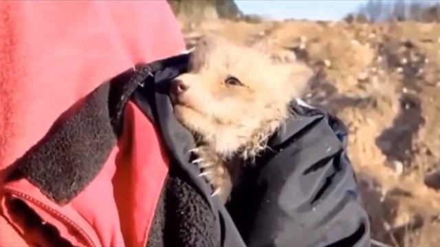 Раненный лисенок выбежал к людям, моля о помощи. Эта встреча стала для него судьбоносной смотреть онлайн
