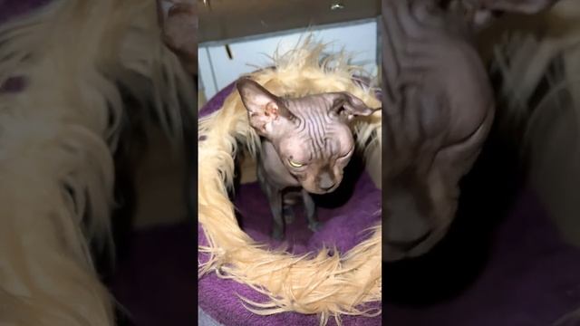 Какие сны снятся котикам Вот моей кыце снятся разноцветные смотреть онлайн