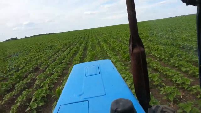 Окучивание подсолнуха (23.06.2017) МТЗ 82.1 & КРН-4,2/Sunflower hilling 2017 смотреть онлайн