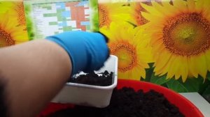 ОБЕЗЗАРАЖИВАЮ ГРУНТ ФИТОСПОРИНОМ. Ольга Чернова.